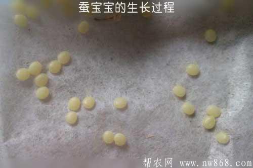 蠶寶寶的生長過程和蠶寶寶圖片
