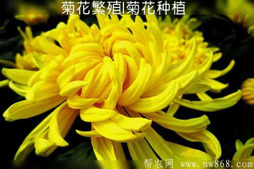 菊花繁殖|菊花種植