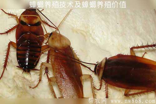 蟑螂養殖技術及蟑螂養殖價值
