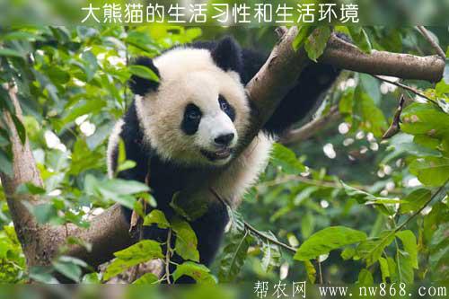 大熊貓的生活習性和生活環境