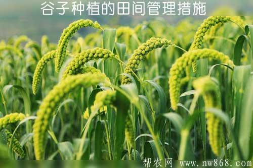 谷子種植的田間管理措施