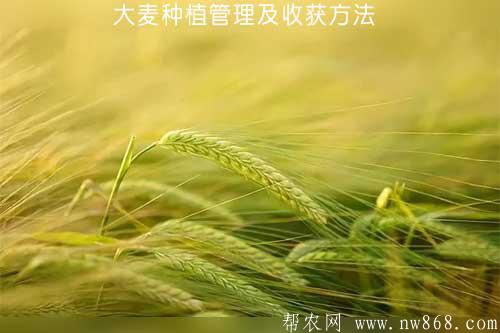 大麥種植管理及收獲方法