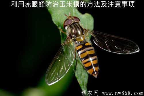 利用赤眼蜂防治玉米螟的方法及注意事項