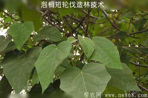 泡桐短輪伐造林技術
