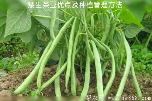 矮生菜豆優點及種植管理方法