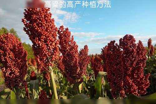 高粱的高產種植方法