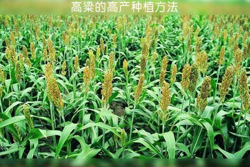 高粱的高產種植方法
