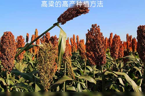高粱的高產種植方法