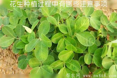 花生種植過程中有哪些注意事項