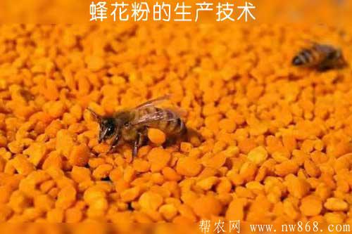 蜂花粉的生產技術