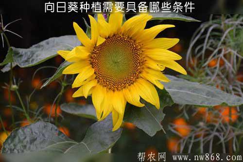 向日葵種植需要具備哪些條件