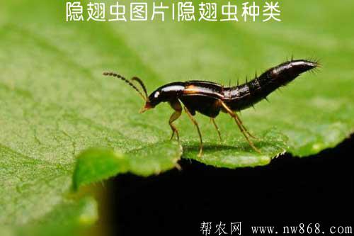 隱翅蟲圖片|隱翅蟲種類