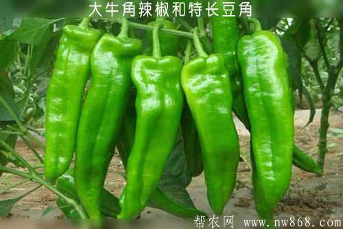 大牛角辣椒和特長豆角