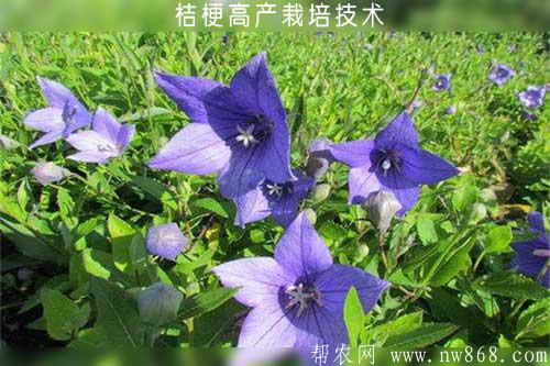 桔梗高產(chǎn)栽培技術(shù)
