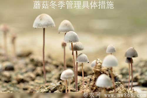 蘑菇冬季管理具體措施