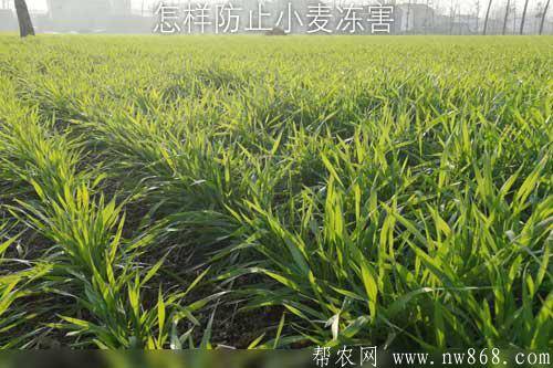 怎樣防止小麥凍害