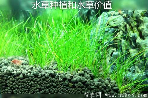 水草種植和水草價值