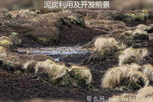 泥炭利用及開發前景