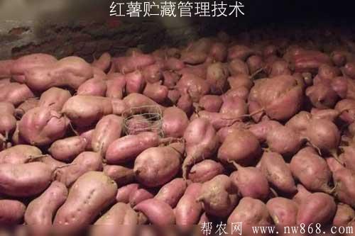紅薯貯藏管理技術