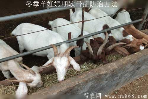 冬季羊妊娠期軟骨癥防治方法