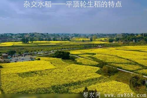 雜交水稻——平頂輪生稻的特點