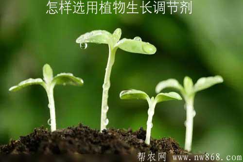 怎樣選用植物生長調節劑