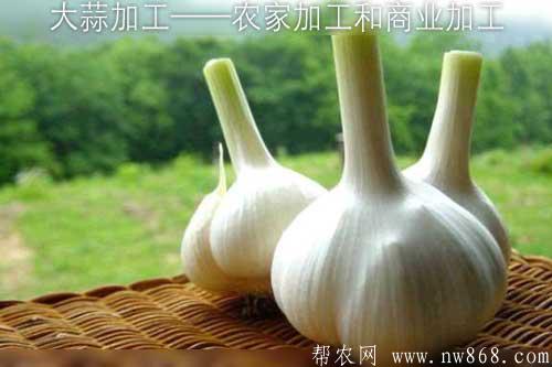 大蒜加工——農家加工和商業加工