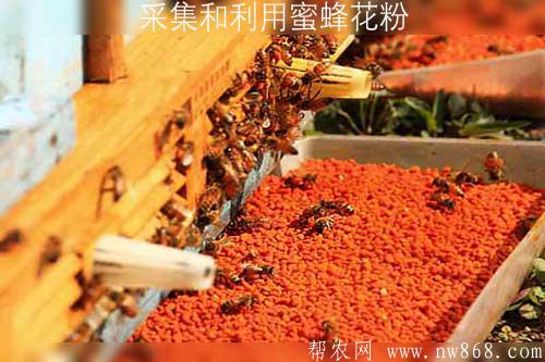 采集和利用蜜蜂花粉