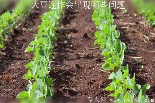 大豆連作會出現哪些問題