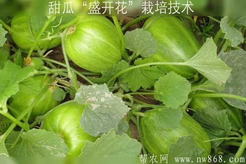 甜瓜“盛開花”栽培技術(shù)