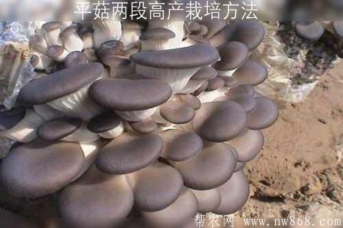 平菇兩段高產(chǎn)栽培方法