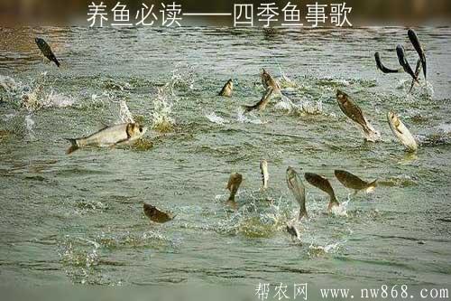 養魚必讀——四季魚事歌