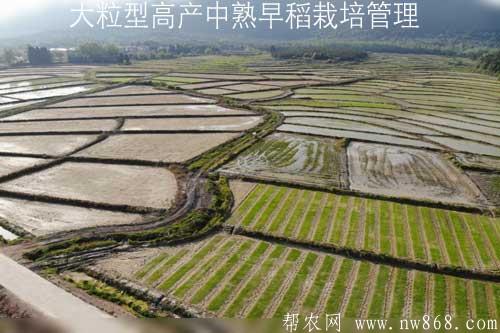 大粒型高產中熟早稻栽培管理