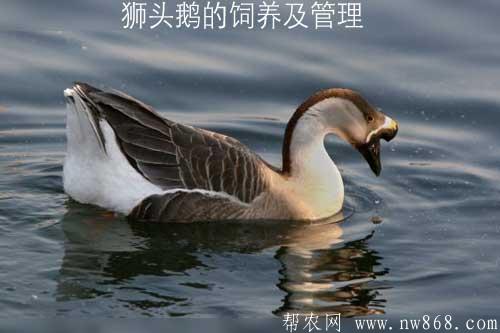 獅頭鵝的飼養(yǎng)及管理|附獅頭鵝圖片供參考
