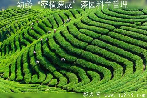 幼齡“密植速成”茶園科學管理