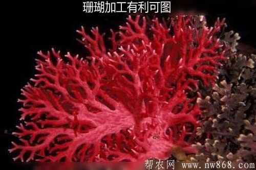 珊瑚加工有利可圖