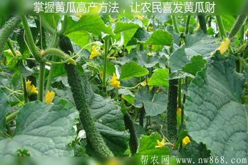 掌握黃瓜高產(chǎn)方法，讓農(nóng)民喜發(fā)黃瓜財