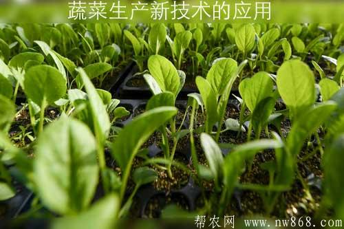 蔬菜生產新技術的應用