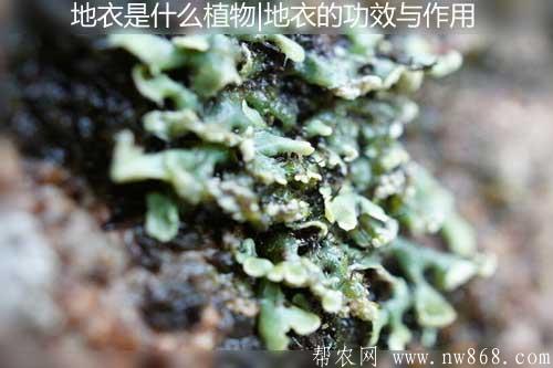 地衣是什么植物|地衣的功效與作用