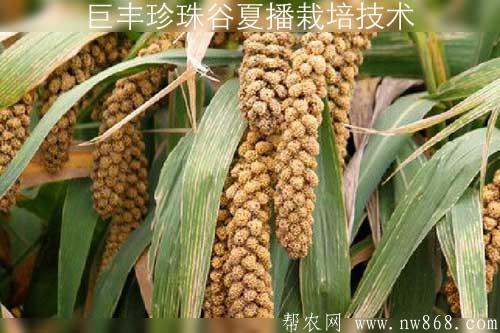 巨豐珍珠谷夏播栽培技術