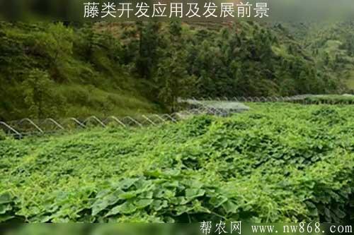 藤類開(kāi)發(fā)應(yīng)用及發(fā)展前景