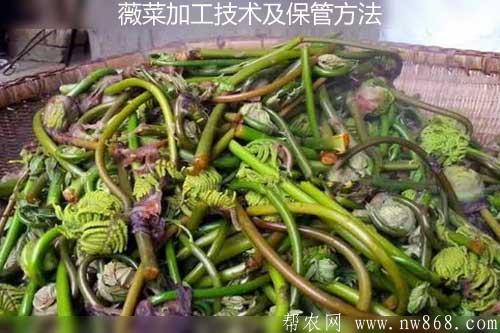 薇菜加工技術及保管方法