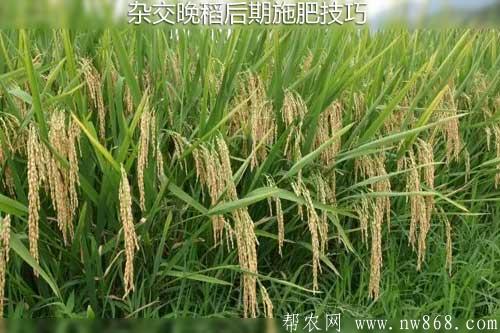 雜交晚稻后期施肥技巧