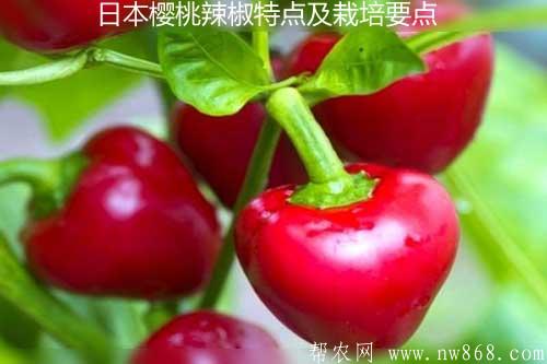 日本櫻桃辣椒特點及栽培要點