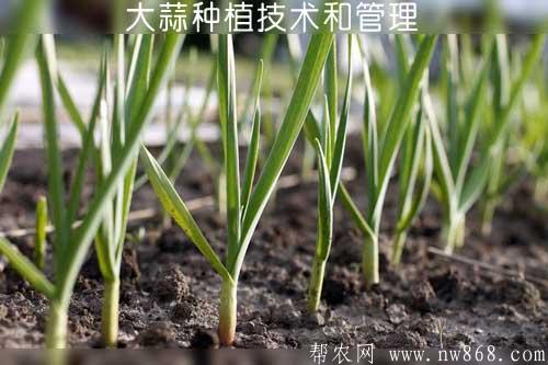 大蒜種植技術和管理——蒜瓣幼芽再生葉苔怎么辦