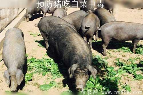 預防豬吃白菜中毒