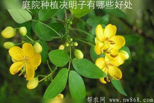 庭院種植決明子有哪些好處