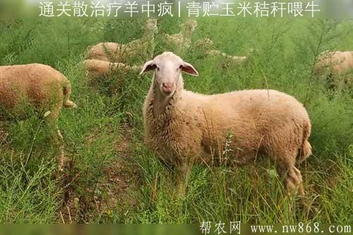 通關散治療羊中瘋?|青貯玉米秸稈?喂牛