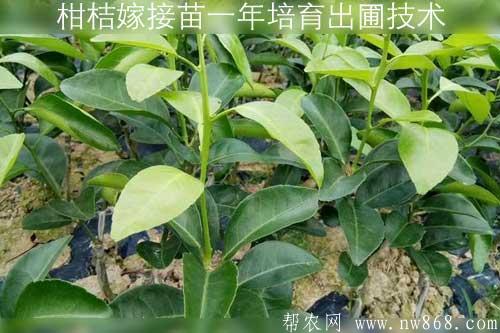 柑桔嫁接苗一年培育出圃技術