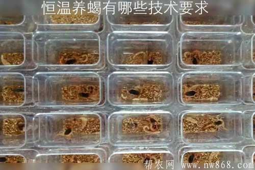 恒溫養蝎有哪些技術要求